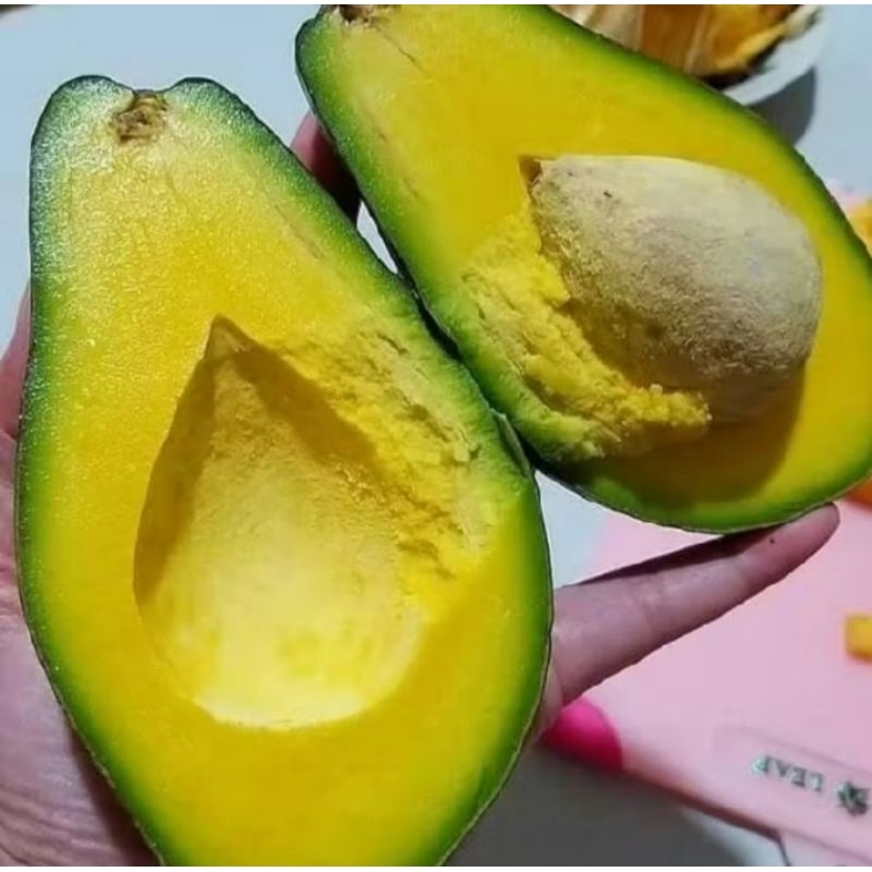 

alpukat mentega fres segar ukuran 234