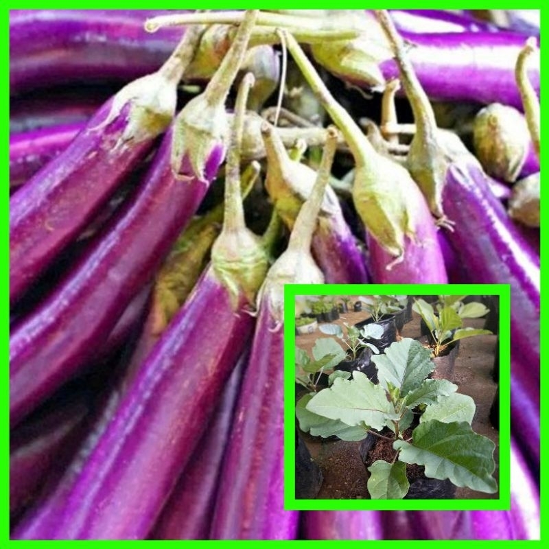 Bibit Tanaman Terong Ungu Bibit Terong Tanaman Terong Hidup Lalapan