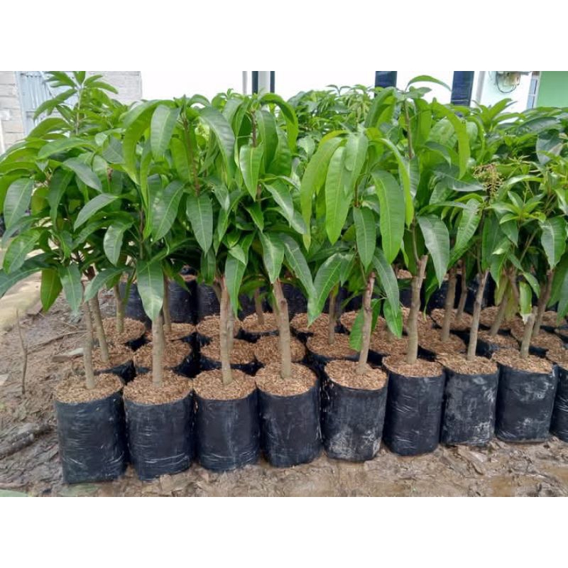 

mangga cokana