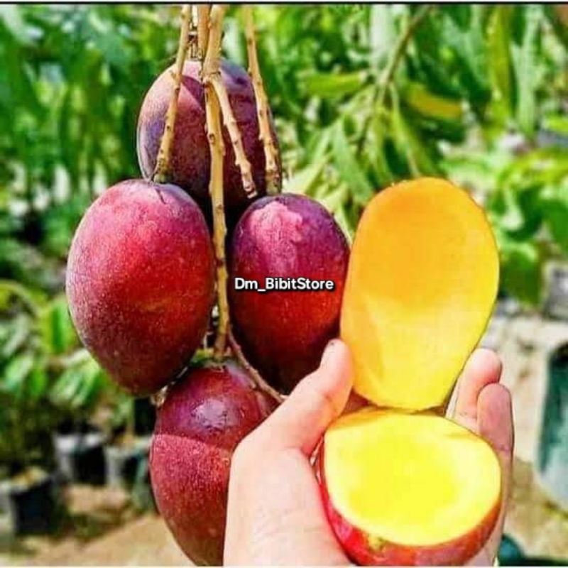 Bibit Mangga Miyazaki Asli Hasil Okulasi Cepat Berbuah