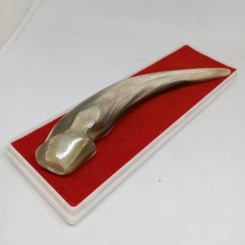 once pipa tanduk kerbau bule spesial E59