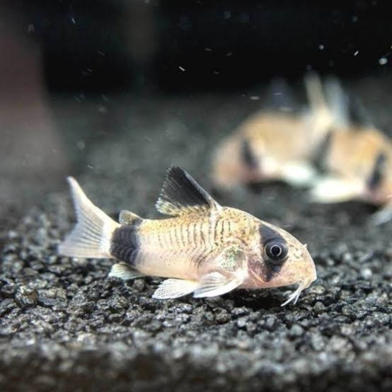 aksesoris corydoras panda