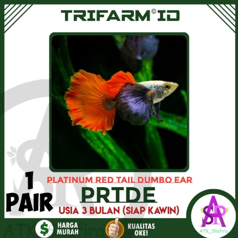 TRIFARM Sticker Aquarium Guppy PRTDE Platinum Red Tail Dumbo Ear Sepasang Dari Kualitas Dijamin Bagu