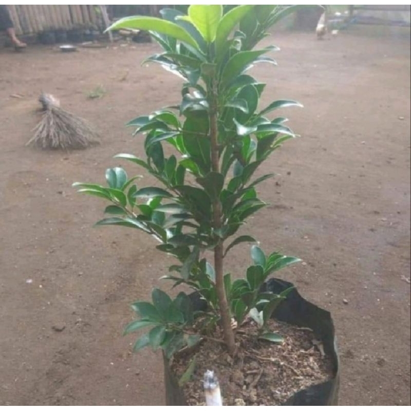 ficus elegant bahan bonsai