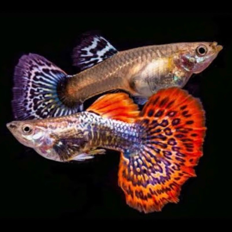 SEPASANG IKAN GUPPY DRAGON / GUPPY BETINA JANTAN DRAGON / IKAN HIAS AIR TAWAR AQUARIUM AQUASCAPE / G