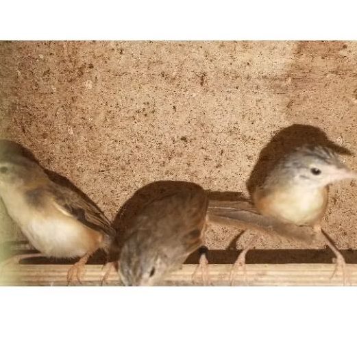 burung cigun mandiri pilihan jantan