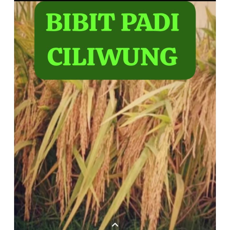 BIBIT PADI CILIWUNG                     Kemasan 10 Kg