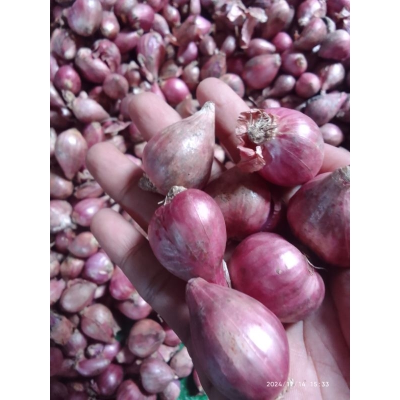 

Bawang Jawa Brebes