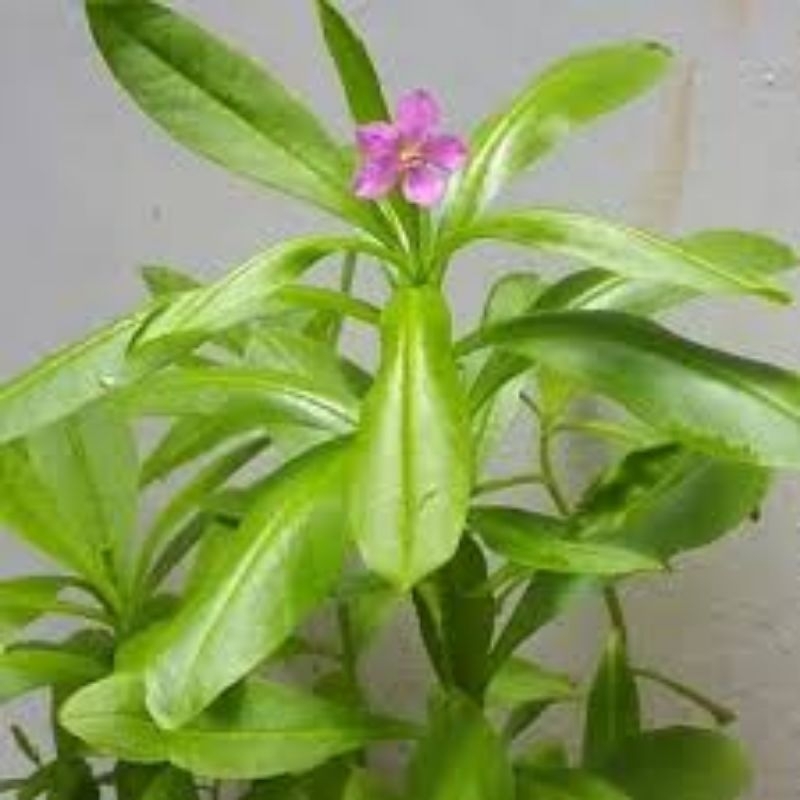 

jual daun ginseng jawa talinum paniculatum