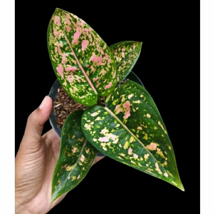 Tanaman hias aglaonema aglonema Ruby compacta lokal silangan pak Greg harga ekonomis murah size sesu