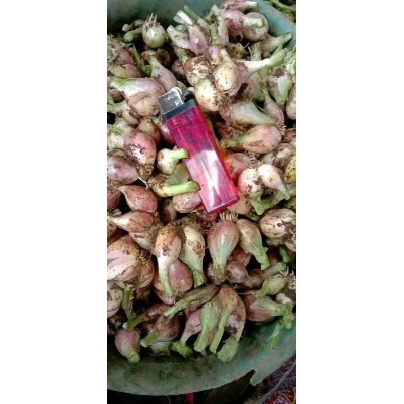 

bawang sumenep ukuran jumbo murah berkualitas, bawang harum