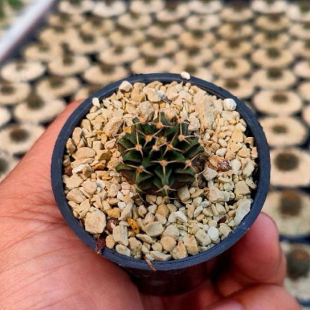 Kaktus Gymno Lb hybrid 2178 Non Variegata Gymnocalycium Mihanovichii Seedling Dari Biji Potelan Ownr