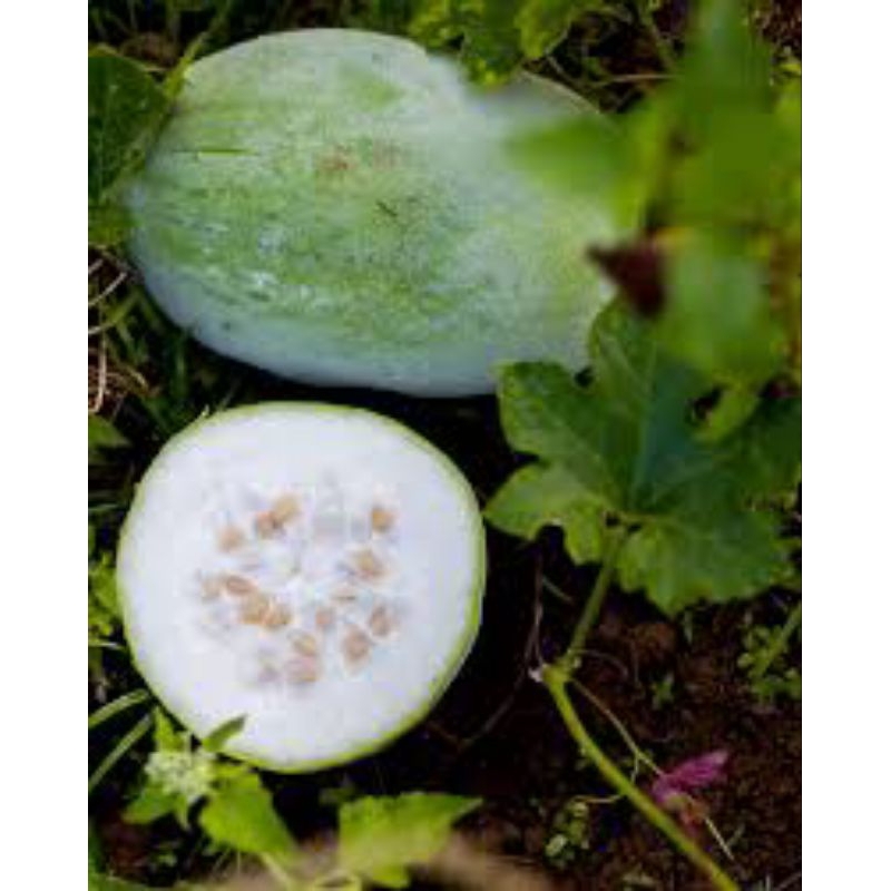 25 BUTIR BIJI/BENIH BUAH KUNDUR/BLIGO