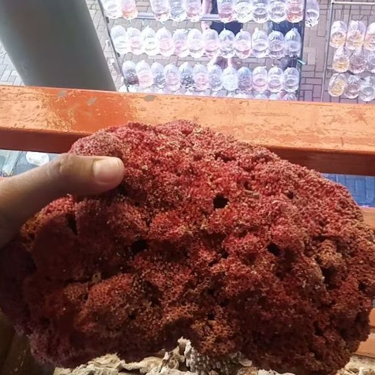Red Coral/Batu Karang Laut Merah hiasan akuarium