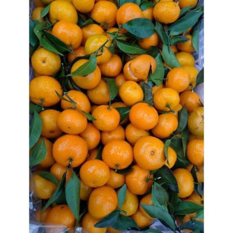 

Jeruk Baby santang daun 500gr