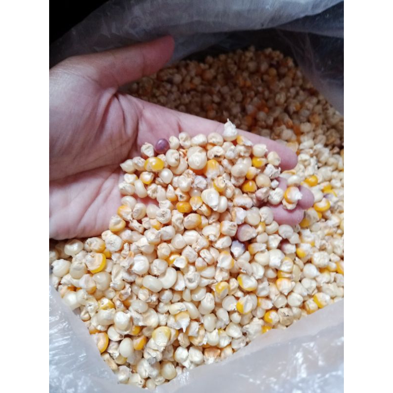 

Jagung pipil 1kg