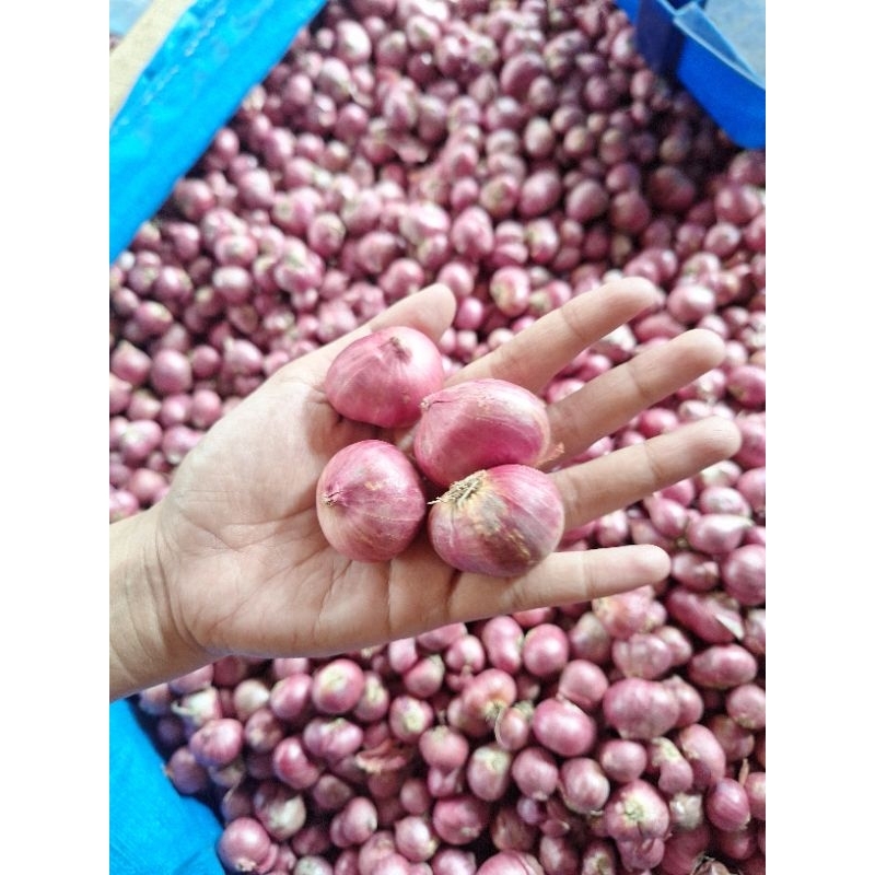 

bawang merah termurah kualitas nomor 1