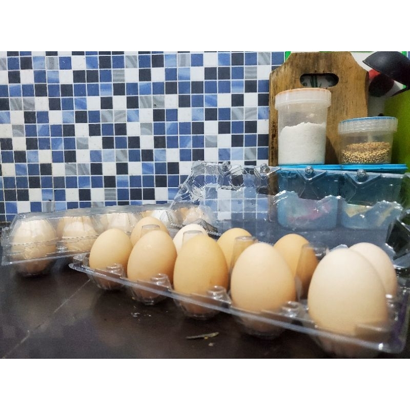 

Telurku Ayam Kampunh