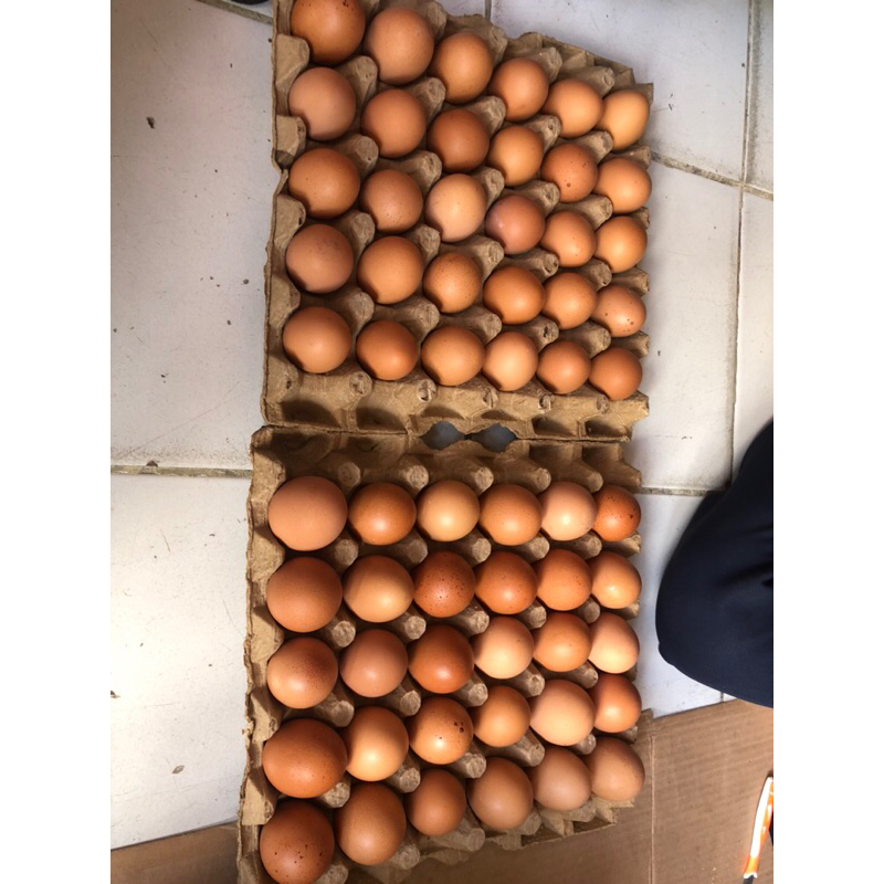 

RB Telur Ayam Negeri 30 Butir/1 Papan
