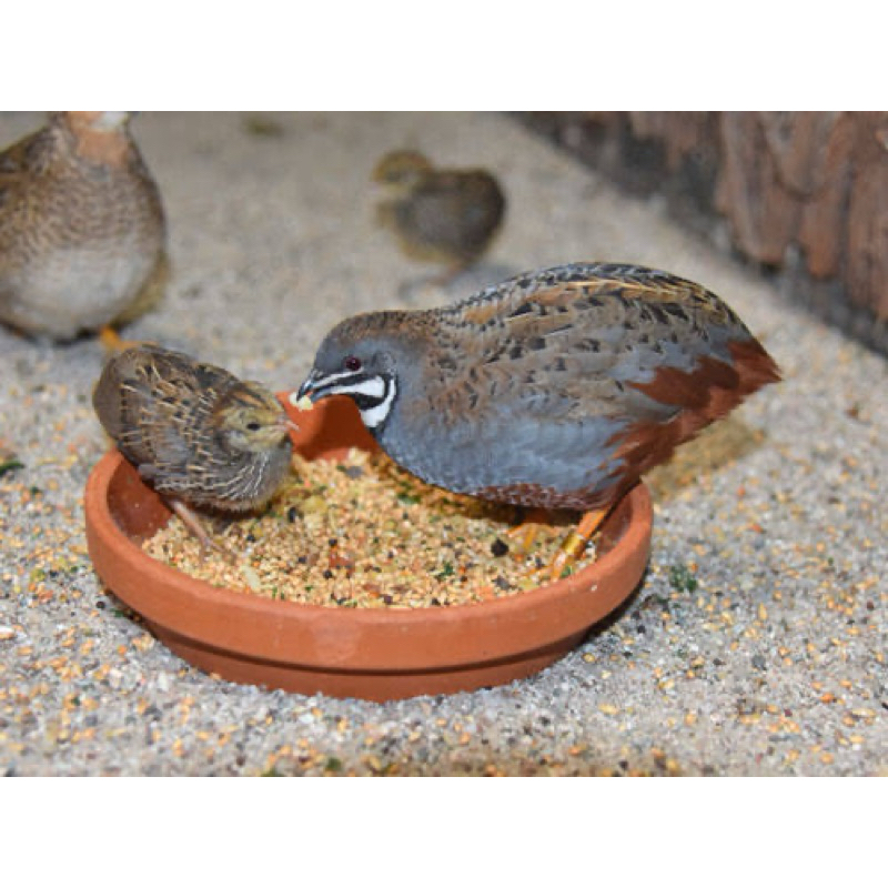 

TELUR FERTIL PUYUH BATU KINGQUAIL UNTUK DITETASKAN