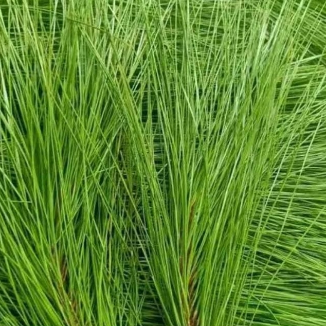 

Herbal stroke daun pinus segar 1 kg petik langsung