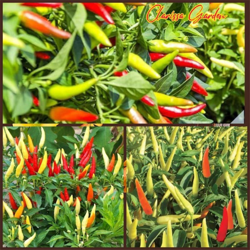 60 BUTIR BIJI/BENIH CABE RAWIT LENTERA F1 KEMASAN REPACK