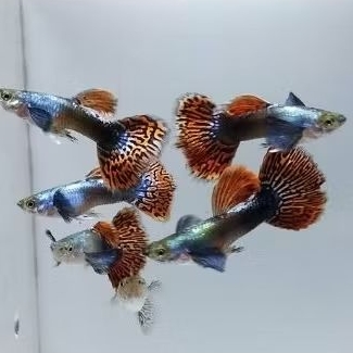 hiasan aquarium guppy platinum red mozaik Dumbo ear(prmbe)