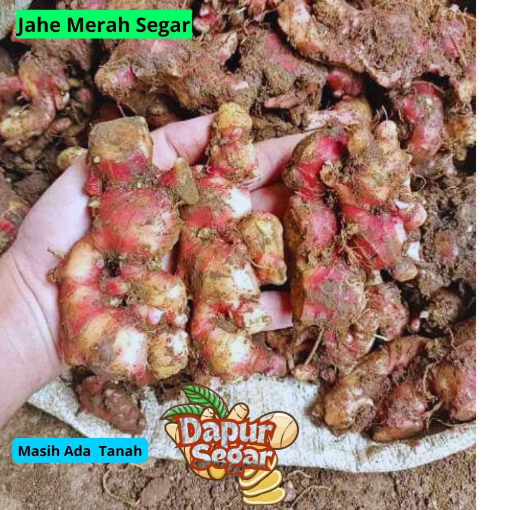 

jahe merah segar 1kg ukuran campur murni murah asli tanpa campuran