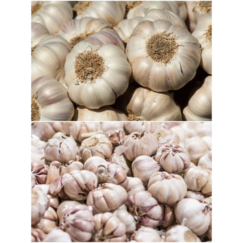 

Bawang Putih Kualitas Super 1 Kilo dan 1/2 Kilo