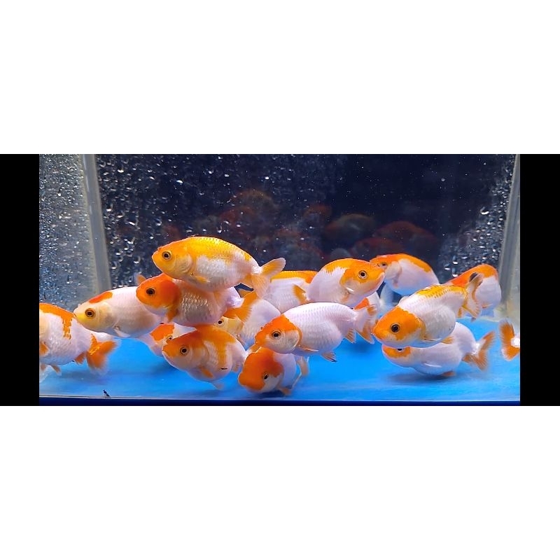

Ranchu rw