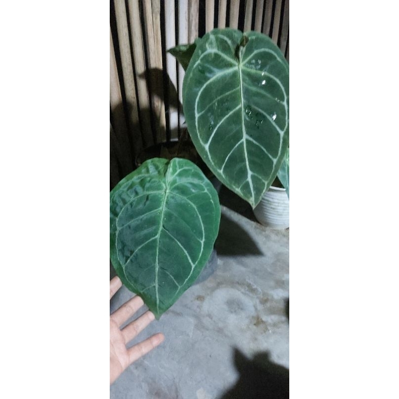anthurium forgetii hybrid