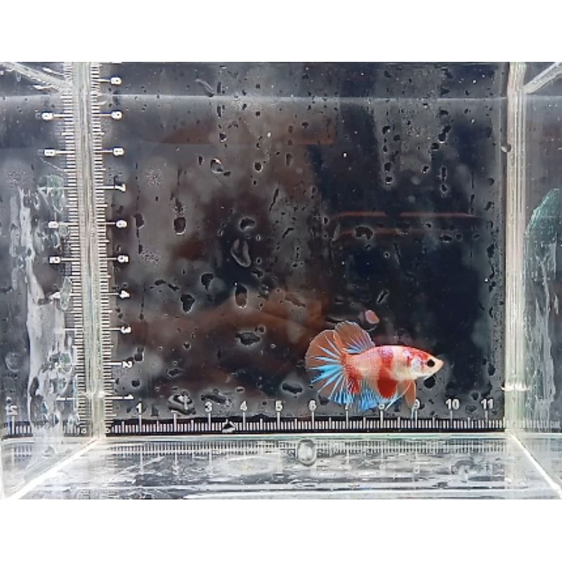 Hmpk Koi, Marble, Multi size junior/baby