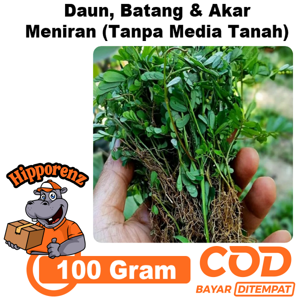 

Meniran Segar Per 100 Gram