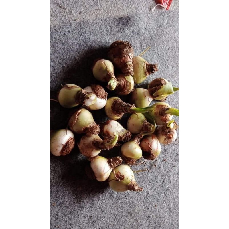 umbi amarilis/bunga bakung