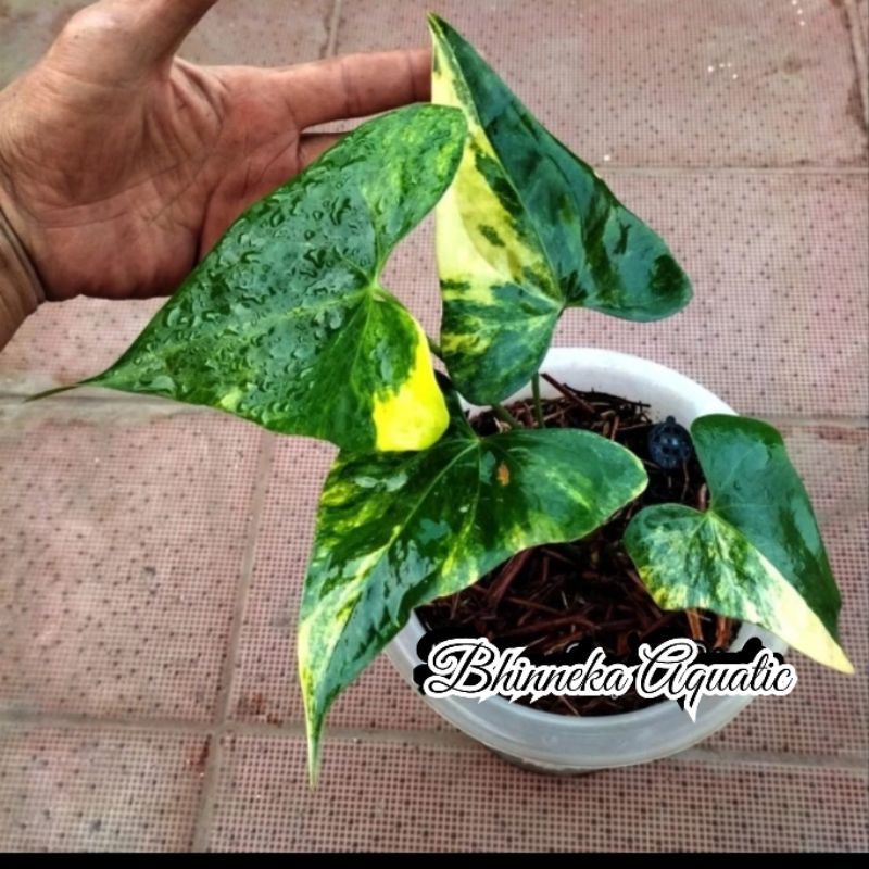 Tanaman Hias Anthurium Pterodactyl Varigata Variegata Murah Ekonomis