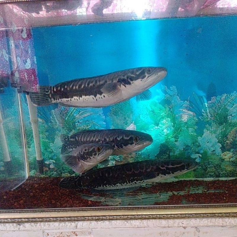 ikan toman