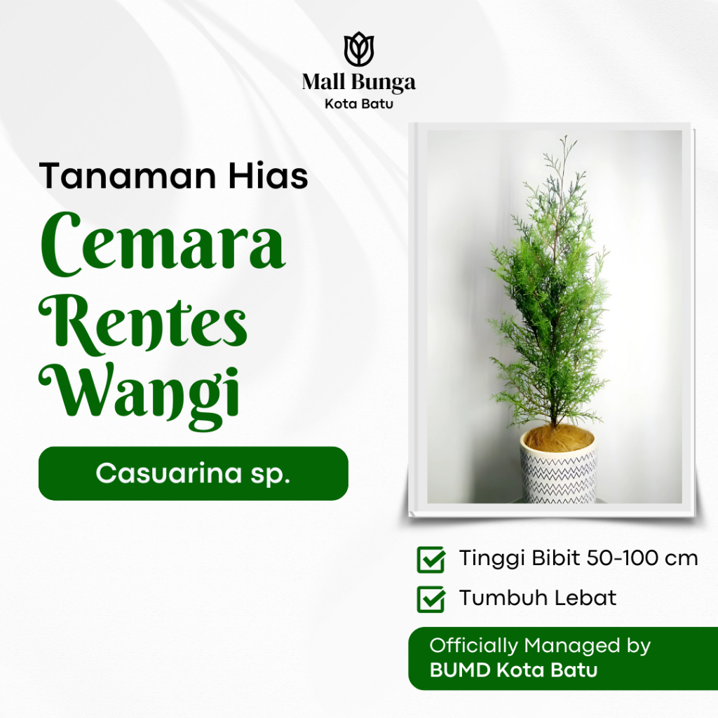 Bibit Cemara Rentes Wangi - Tanaman Hias Cemara Wangi Tinggi Bibit 70-100 cm