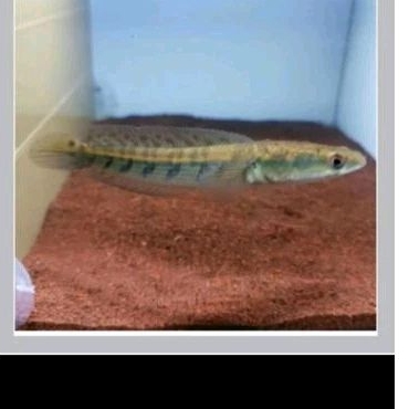 

CHANA YELLOW SENTARUM _ KADO HIASAN PELIHARAAN UKURAN 7-9 CM