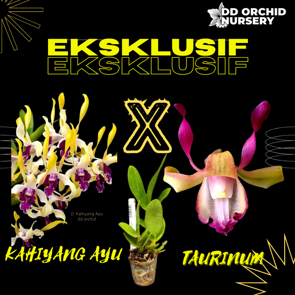 DD Orchid Seedling Anggrek Dendrobium Kahiyang Ayu X Den. taurinum