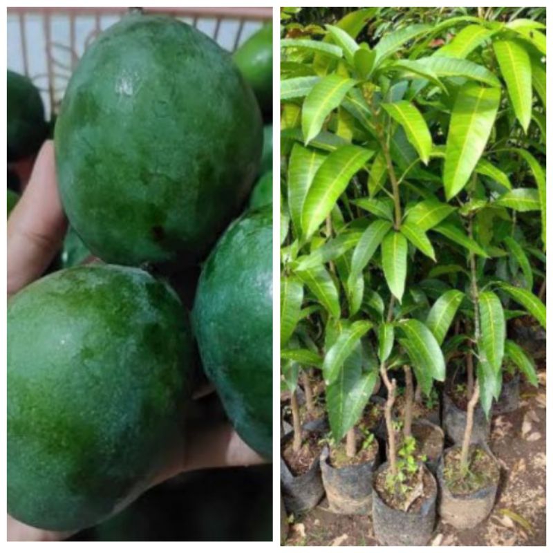 bibit mangga manalagi lalijiwo