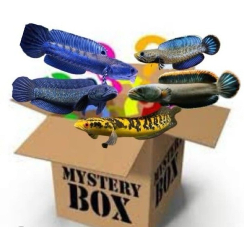 Chana Isi 2 ekor jenis random baby auranti,barca,andrao,stewarti,bleheri,toman dll