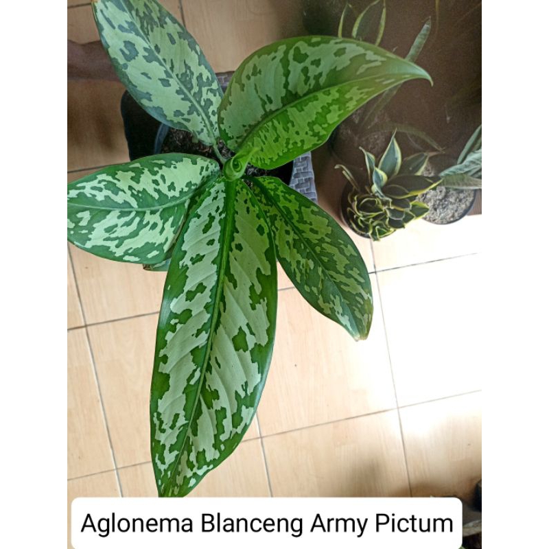 Aglonema Blanceng Army Pictum