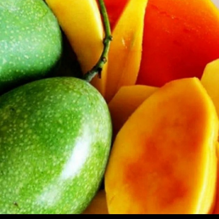GRATIS ONGKIR - Bibit Mangga Manalagi Situbondo/ Bibit Mangga Madu Situbondo Okulasi - FREE ONGKIR S