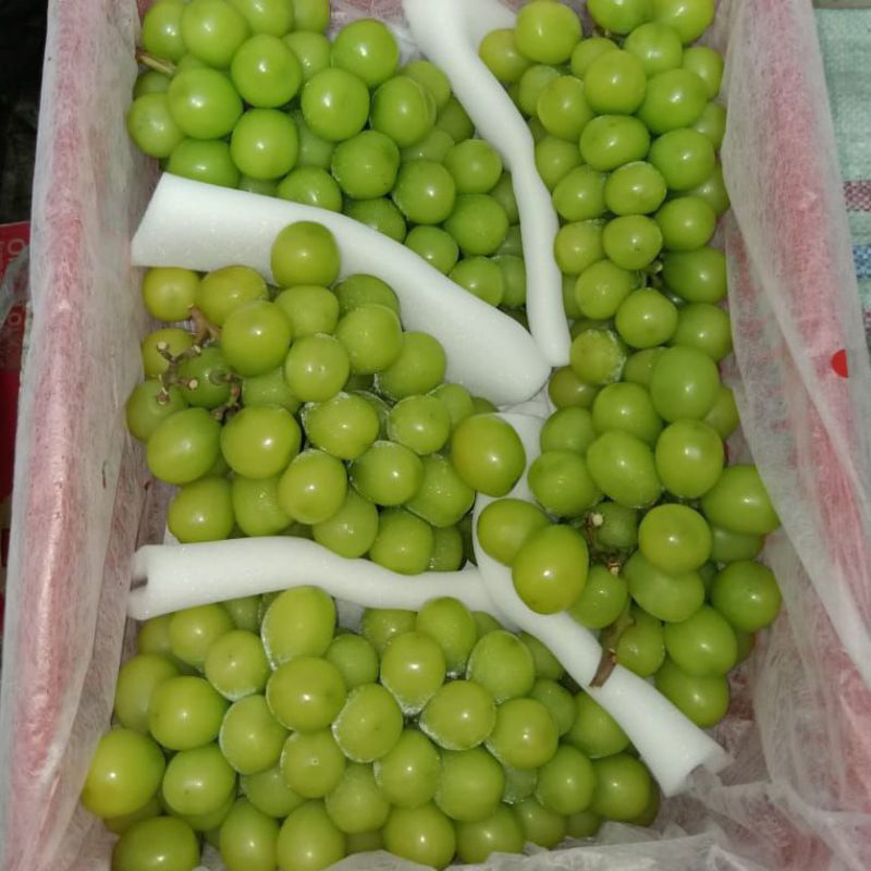 

AFGC BUAH ANGGUR HIJAU MUSCAT FRESH ( gr )