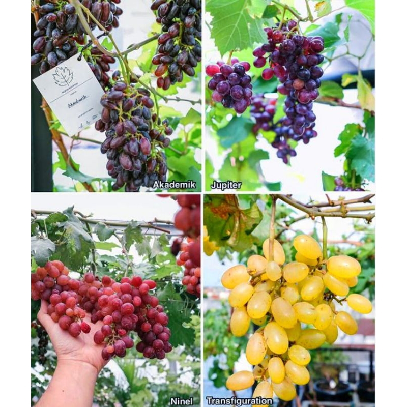 Bibit Pohon Anggur 4 Jenis - Dikirim Hanya 1 Jenis Saja - Silahkan Pilih Jenis Bibit Anggur Yg Diing