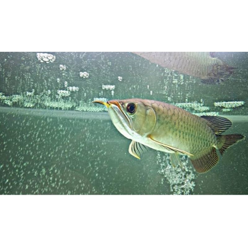 Arwana Green pino sertivikat + Chip 12-13 CM