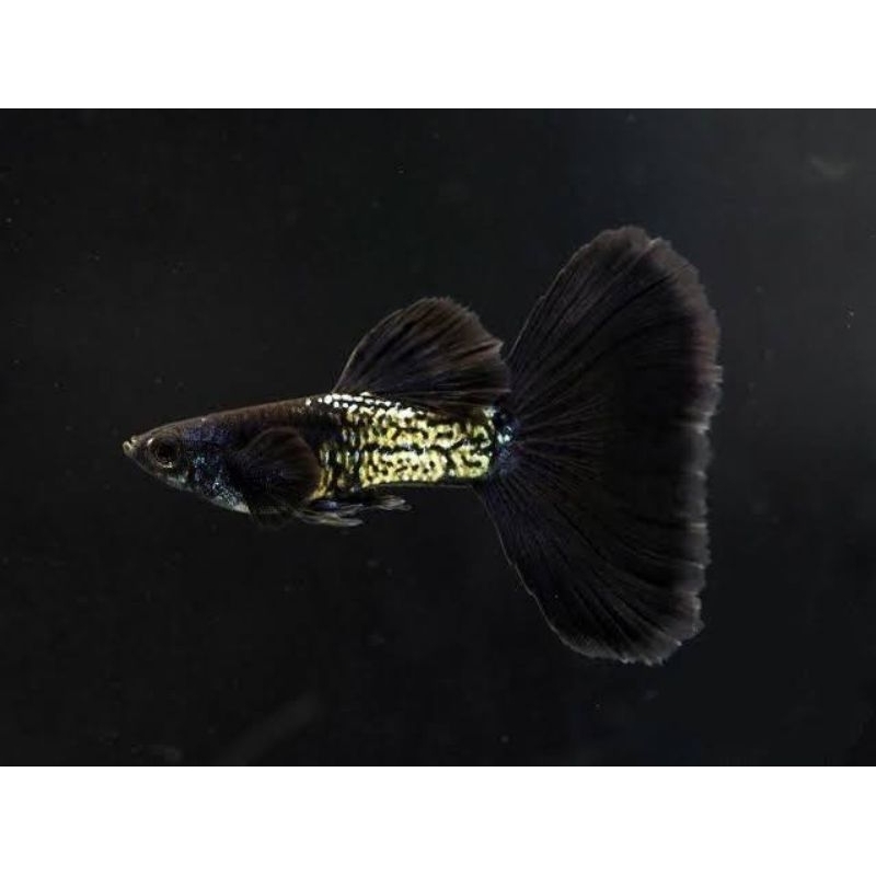 

G,L gambar guppy black snack skin
