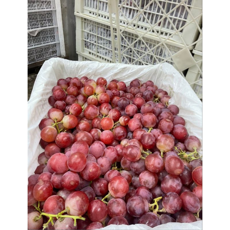 

Anggur Red Globe 1 kg
