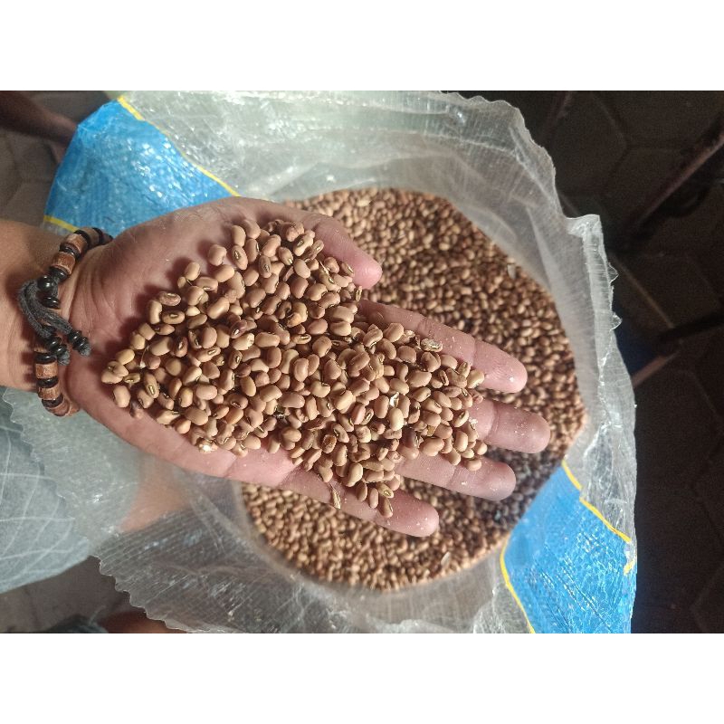 

Kacang Tolo/Tunggak Kacang Otok