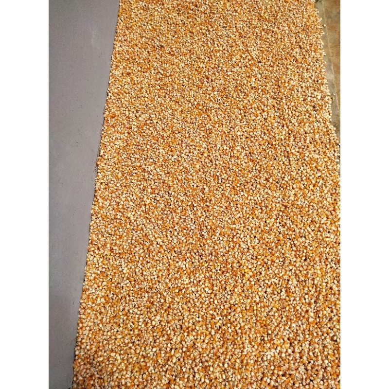 

promo jagung kristal jagung pipil kering /300gram